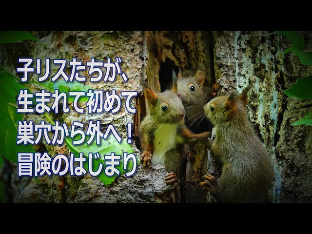 子リス エゾリス 初めて巣から出る Youtube
