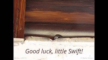 Apus apus (juv), Brussels, 2015 - © Martine Wauters