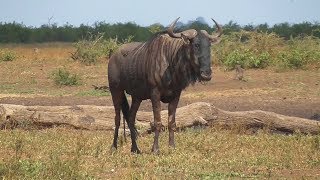 SOUTH AFRICA blue wildebeest, Kruger national park