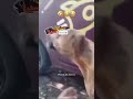الكلب المغني