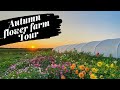 AUTUMN FLOWER FARM UPDATE | October Flower Field | Growing Flowers | UK farm | fall |