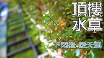 水草 Youtube