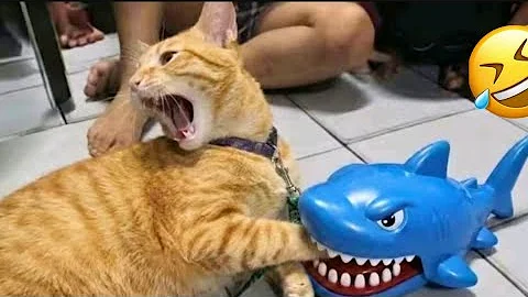 Video 11878501: cat funny pets, laugh cats dogs funny