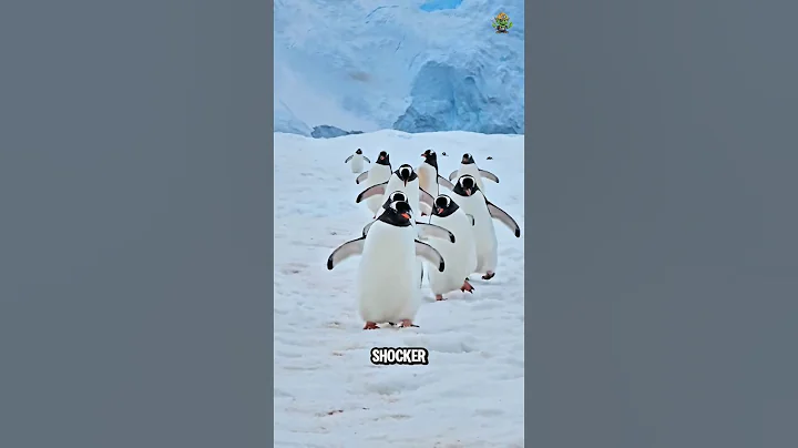 The Science Behind Why You Shouldn’t Touch Penguins