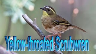 Yellow-throated Scrubwren by Plumes of Oz 935 views 1 year ago 5 minutes, 3 seconds