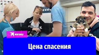 Александр Мезенцев променял бизнес на спасение собак