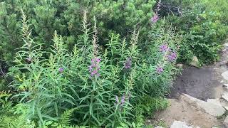 Wiwrzbówka Kiprzyca Babia Góra