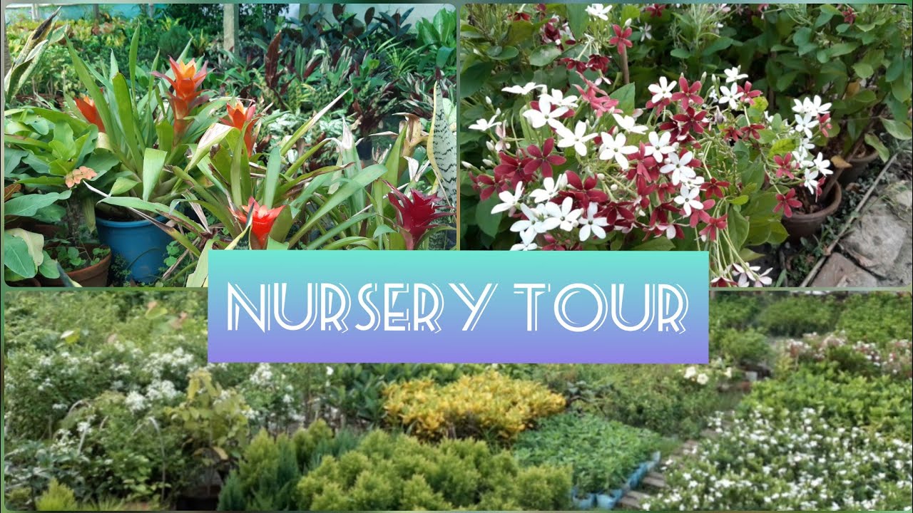 Nursery Tour plants with reasonable price... 24/06/2020 YouTube