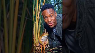 I join and start a beatboxing frog remix.