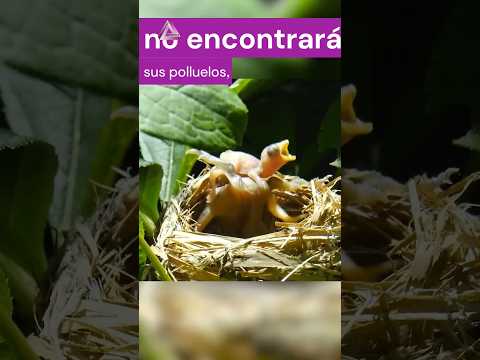 Un polluelo de