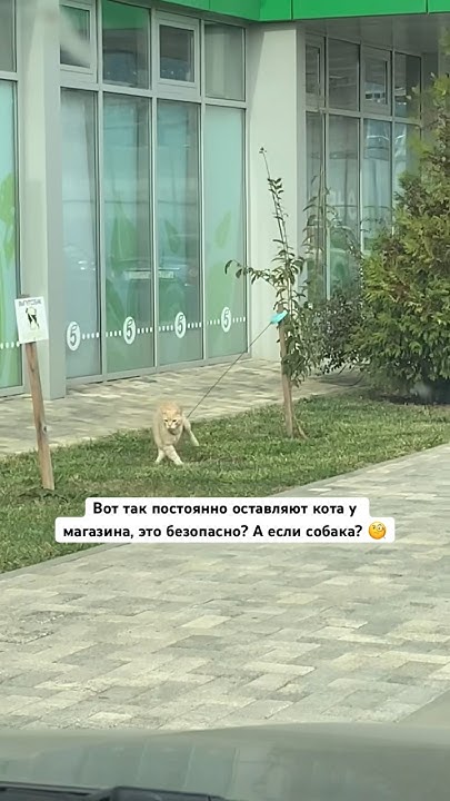 Котик на поводке один - YouTube