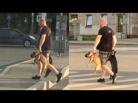 Man Hilariously Carries His Dogs Across The Road