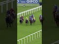 MUHAARAR ⭐️ July Cup Winner & QIPCO British Champions Sprint Stakes Hero