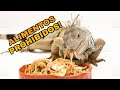 5 ALIMENTOS PROHIBIDOS PARA TU IGUANA!