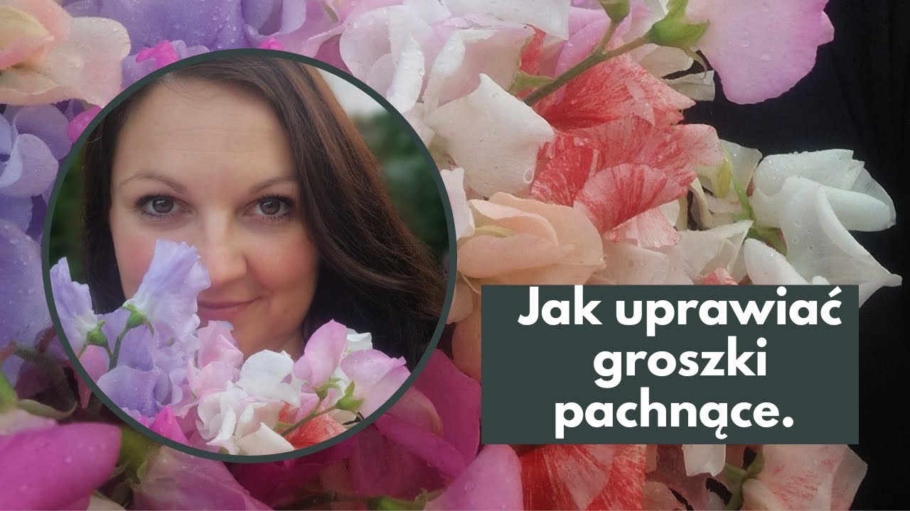 Wszystko co musisz wiedzieć o groszkach pachnących.