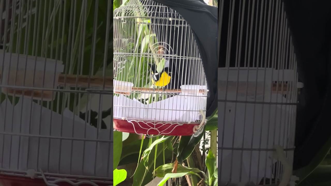 Huýt cô đầu đen 2025