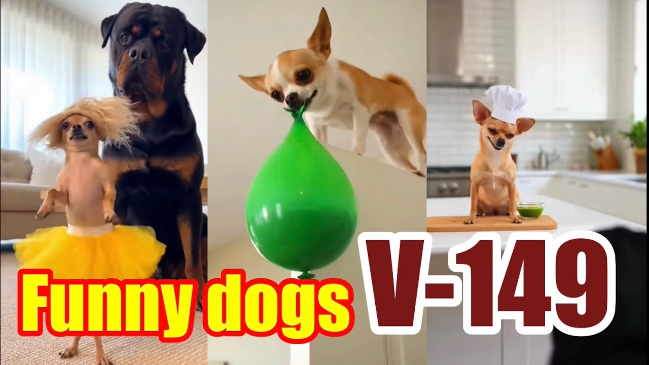 Funny dogs V-149 🤪😂❤️ #funny #dog #funnydogs #cute 
