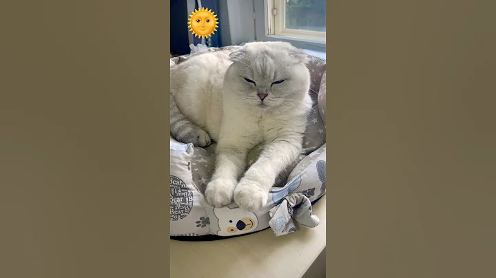 Video 11778661: cat kitten cutecat love, cat kitten cutecat funny, cat cutecats beautiful, cutecat kitten family, cute kitten family cat, cat white blue eyes