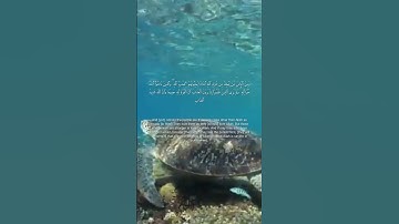 سورة البقرة من الاية 165 الي الاية 166 بصوت القارئ محمود علي البنا