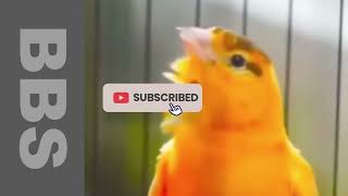 Your Canary will NOT STOP SINGING With this training song by NATURE WILDLIFE 300 views 1 year ago 9 minutes, 49 seconds