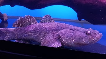 Cá Bống Tượng size to #cábốngtượng #gobyfish #duongquach