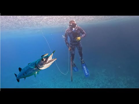 Attacked By A Bad Barracuda / Have You Ever Been Attacked By A Barracuda ?.#mustwatch