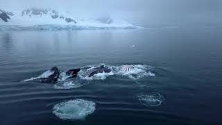 Antarctica: The Hunt for Hunters | #TheOutlawOceanProject | Ian Urbina