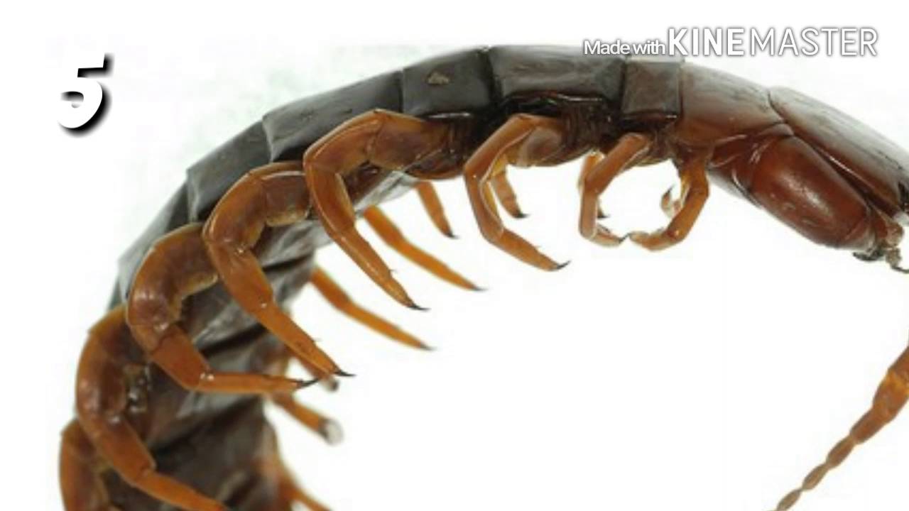 ОПАСНЫЕ ЖИВОТНЫЕ ТАЙЛАНДА. - YouTube