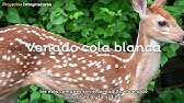 Primer grado - Flora y fauna de Jalisco - YouTube