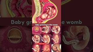 Baby Growing in the Womb ?? fetus pregnancy foryou