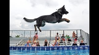 Watch These Dock Diving Dogs in Action!