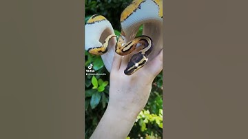 0.1 Pied Het Ghost #shorts #shortsvideo #ballpython #piebald #snakebreeder #snakes #snakesoftiktok