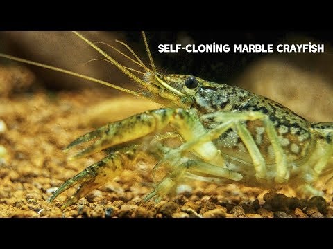 Self-Cloning Marble Crayfish | All About