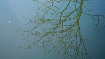 Free Meditation Video Template (Customizable) - FlexClip