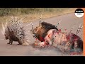 Combat Réel: Porc-épic Vs Lion - Les Lions ne Peuvent pas Abattre 1 Porc-épic !