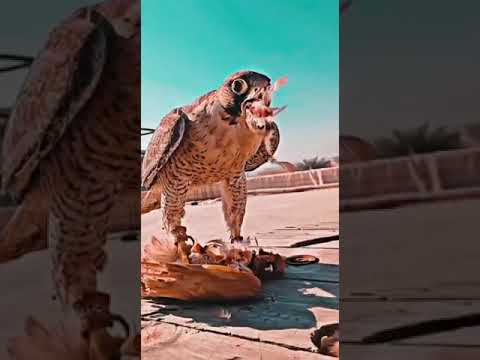 الحر طير شلوة المقناص اكل الحمام شعر قصيد