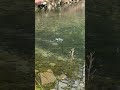 ##fish #fishing #fishingtips #fishingvideo #fishinglife #fishingtrip #fishingvideos #outdoors #trout