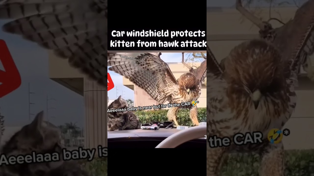 Hawk Attack Gone Wrong 🤣 Greatest Save 