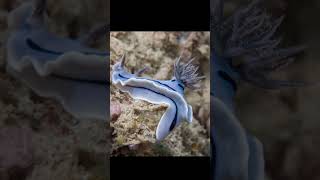 🔵Blue dragon# நீல டிராகன்🐉#கடல்#ஆபத்து#விஷம்