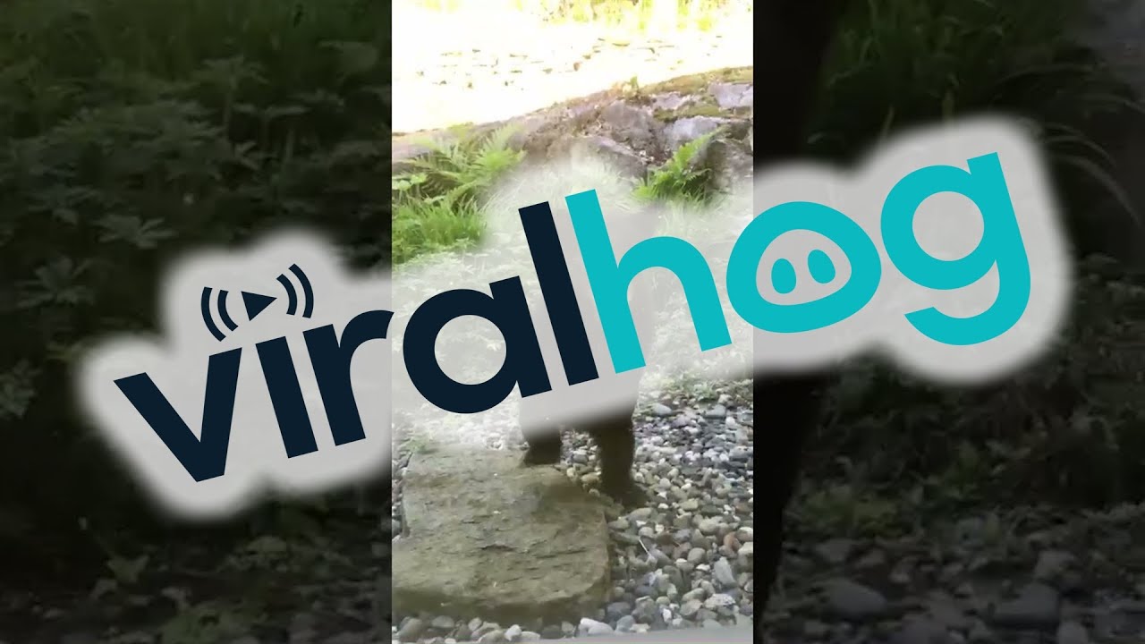 Curious Bear Cub at the Door || ViralHog - YouTube