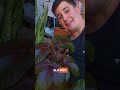 As 7 Plantas que bloqueiam feitiços #limpezaenergetica #candomblé #umbanda #videoshorts