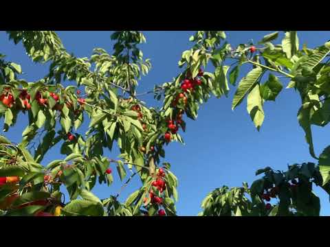 Video: Growing Rainier Cherry: Care of Rainier Cherry Trees