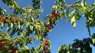 Growing Rainier cherries