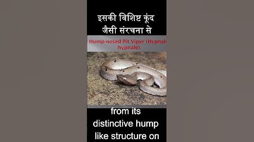 Malabar Pit Viper and Hump-nosed Pit Viper: Educational Wildlife Short #pitvipers #humpnosed  #cobra