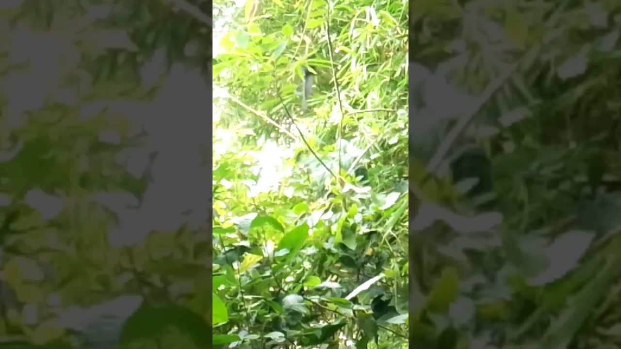 mikat burung srigunting 