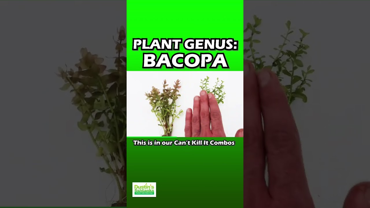 Bacopa caroliniana 'Yellow flame' (GOLDFISH PROOF!) – DustinsFishtanks