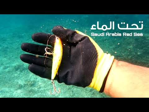 تصوير تحت الماء النتيجة صدمة الصيد بالفارة