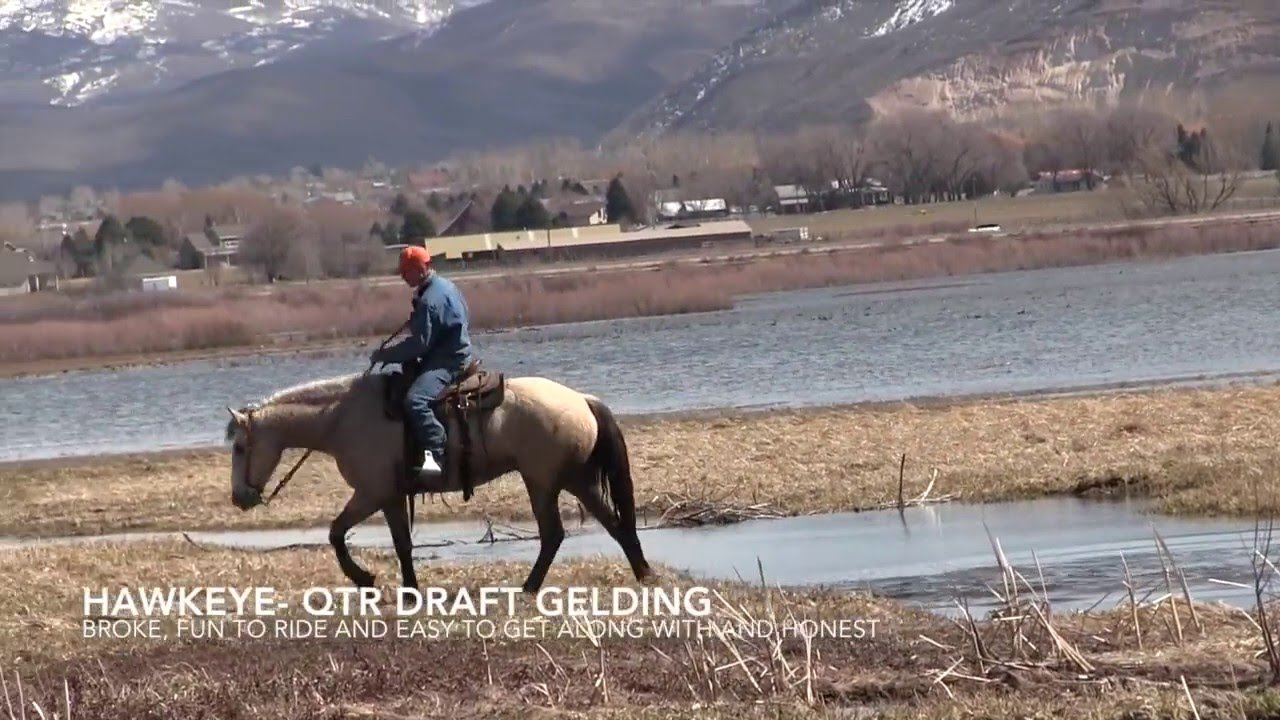 SOLD Hawkeye HIP 60 at the Cody Horse Sale YouTube