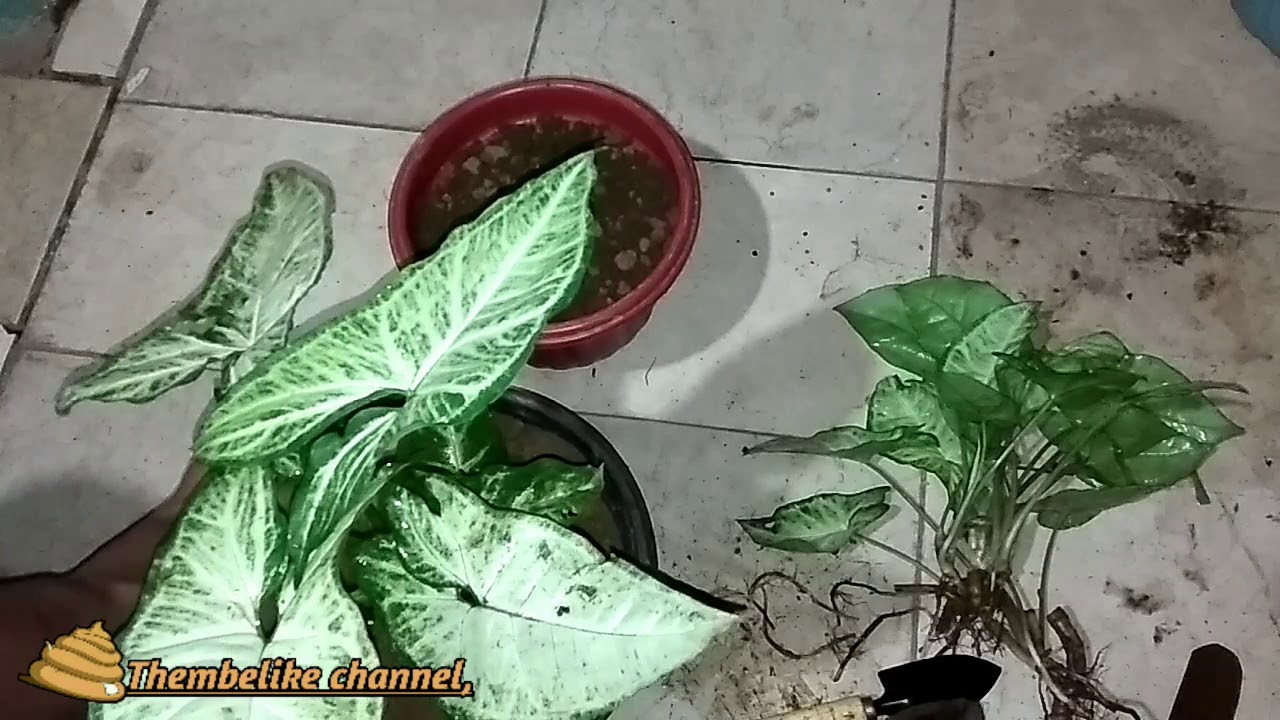 Cara Menanam tanaman hias syngonium 