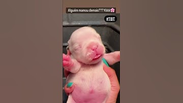 Thumbnail of #mama #cachorro #amorporpets #amor #buldoguefrances